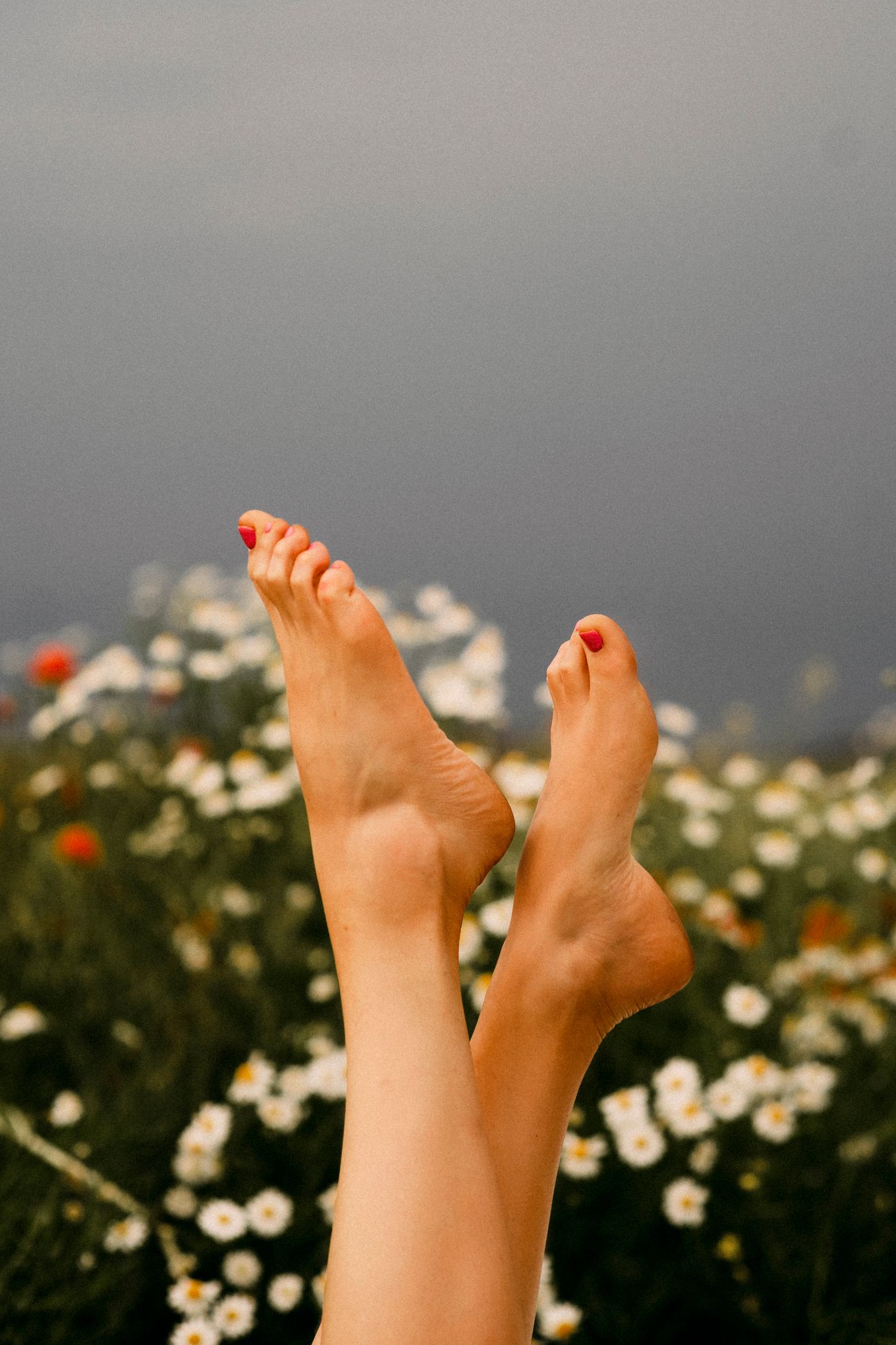 Red pedicure with fresh chamomile flowers
